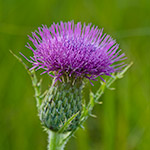 Hill's Thistle