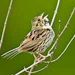 Henslow's Sparrow