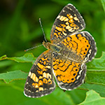 Pearl Crescent