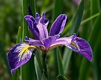 Blue Flag Iris